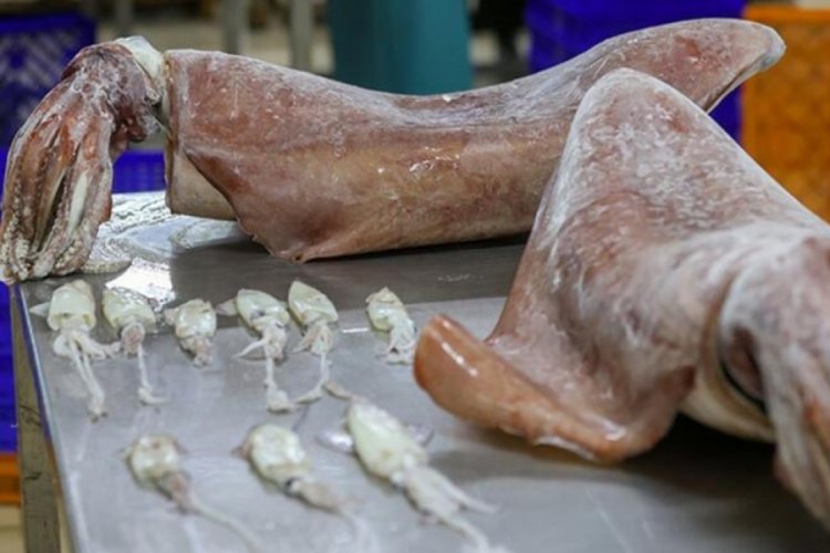 İzmir'de 1 metre boyunda 16 kilogram ağırlığında 2 kalamar yakalandı