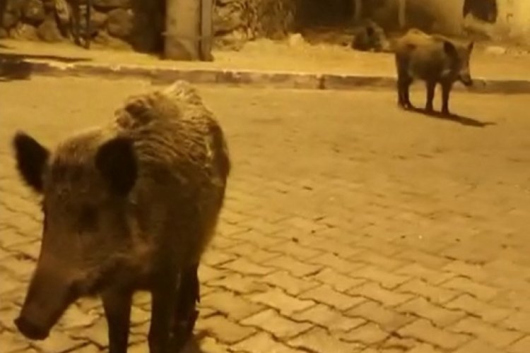 Videoya aldığı domuza 'birader ne var ne yok' diye seslendi