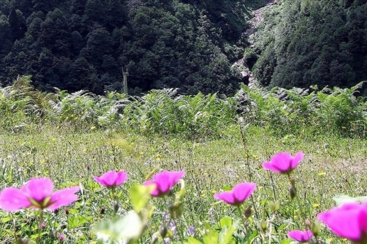 Bitki &ccedil;eşitlerinin kayıt altına alınması i&ccedil;in elektronik ortamda başvuru yapılabilecek