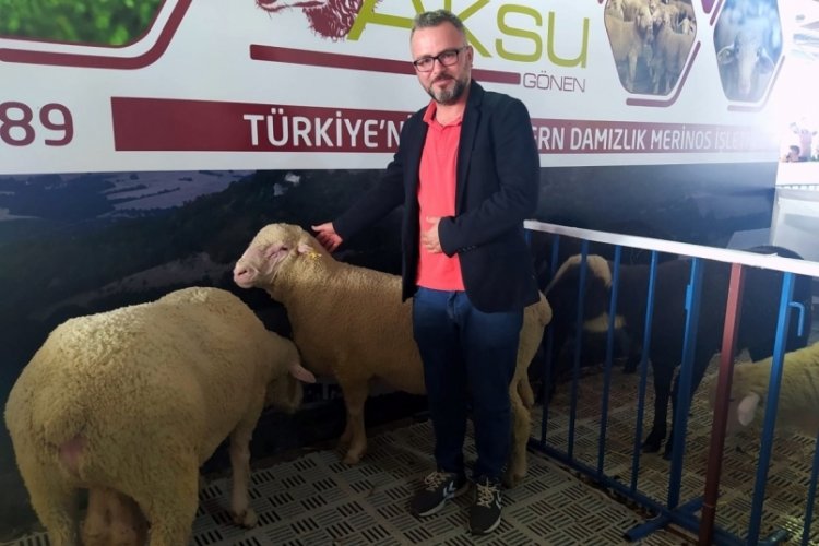 Bursa'da düzenlenen festivalde merinos koyununa yoğun ilgi