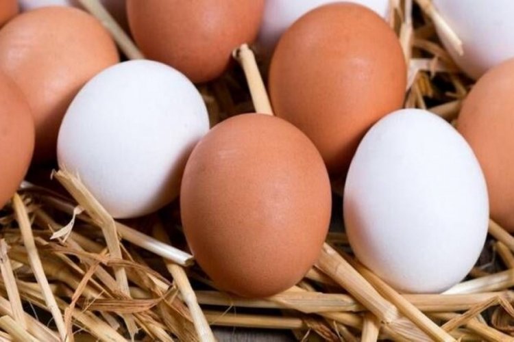 Türkiye'den Singapur'a yumurta ihracatı başladı