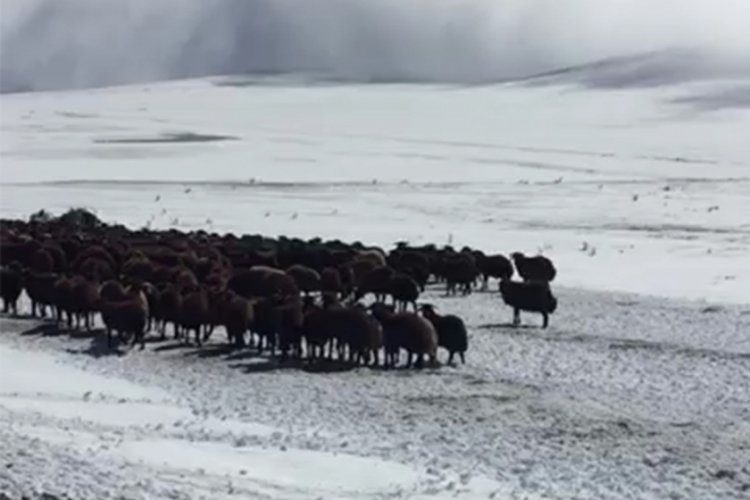 Kar nedeniyle mahsur kalan çobanlar ve sürüleri kurtarıldı