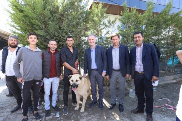 Bursa'da &ccedil;oban k&ouml;pekleri İneg&ouml;l'de yarıştı