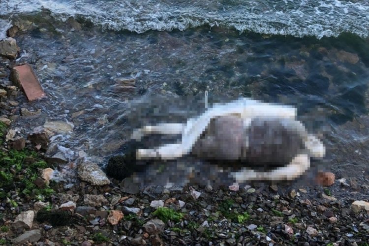 Kocaeli'de el ve ayakları bağlı işkence yapılmış cesetle ilgili detaylar ortaya &ccedil;ıktı