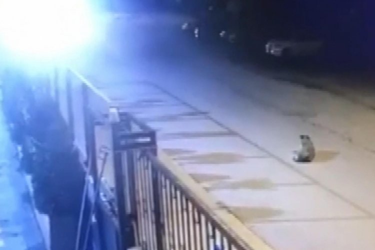 Vicdansız s&uuml;r&uuml;c&uuml; k&ouml;peği ezip ka&ccedil;tı