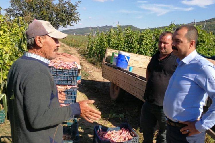 Bursa İznik'te barbunya hasadına başlayan &ccedil;ift&ccedil;iler fiyattan memnun