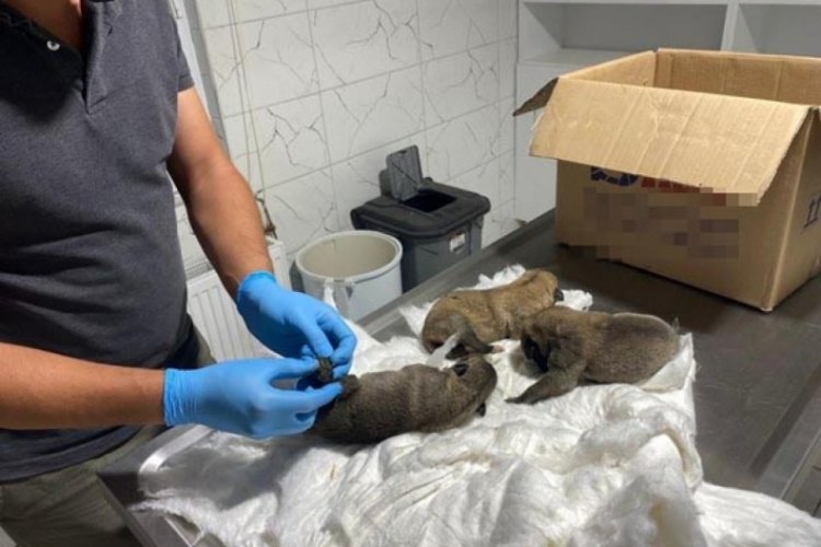 Eskişehir'de, &ccedil;uvalda 7 yavru k&ouml;pek bulundu