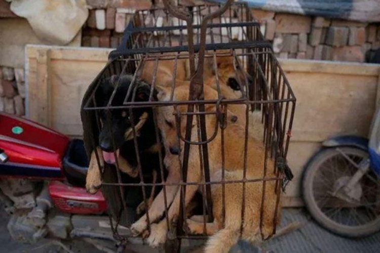 G&uuml;ney Kore, k&ouml;pek etini yasaklıyor
