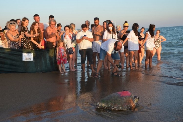 Antalya'da 4 caretta caretta denize salındı