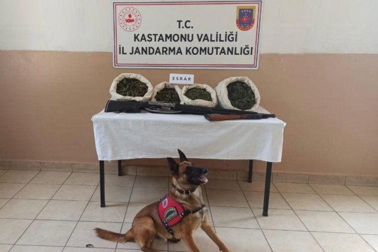 Evinde uyuşturucu yetiştiren kişi tutuklandı