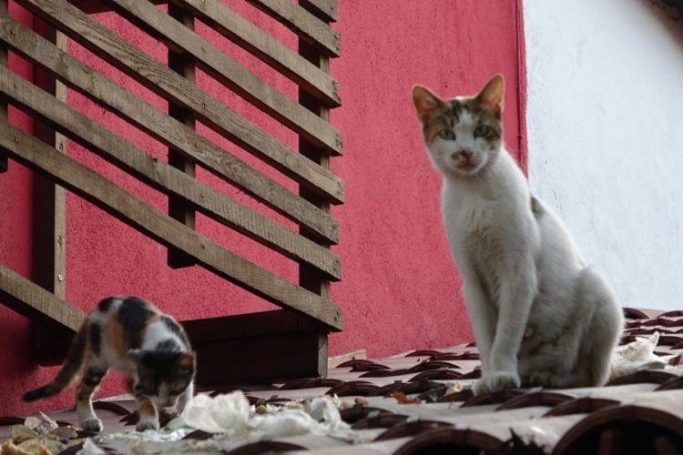 Bursa'da kasap d&uuml;kkanının &ccedil;atısına yavrulayan kedi esnafın maskotu oldu