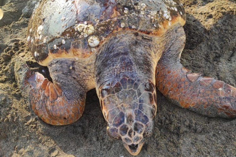 Yaralı caretta carettayı cankurtaranlar kurtardı
