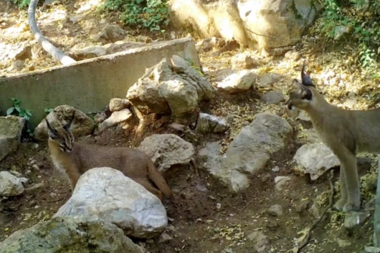 'Ormanın hayalet kedisi' aile olarak Antalya'da g&ouml;r&uuml;nt&uuml;lendi