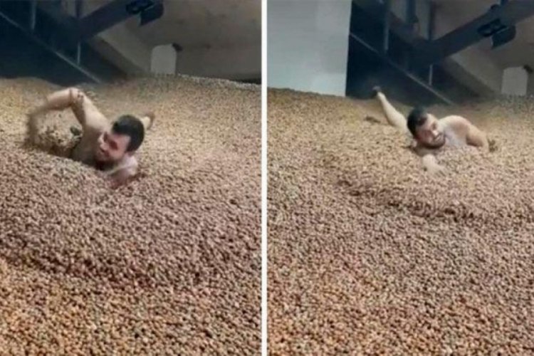 Ordu'da TikTok kullanıcısı fındıkların i&ccedil;erisinde y&uuml;zd&uuml;