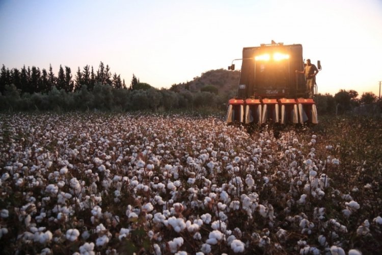 Muğla Milas'ta pamuk hasadı başladı