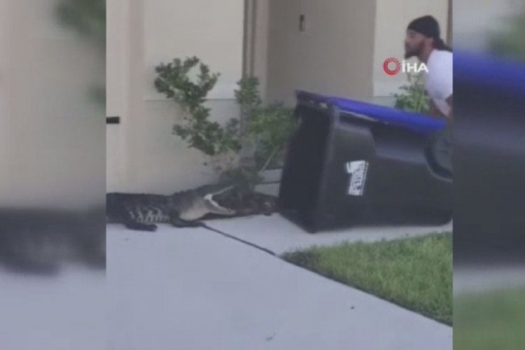 ABD'nin Florida eyaletinde bah&ccedil;esine giren timsahı &ccedil;&ouml;p kovasıyla yakaladı