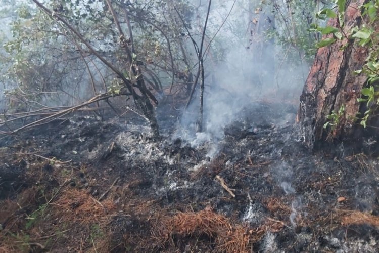 Hatay'daki orman yangını kontrol altına alındı