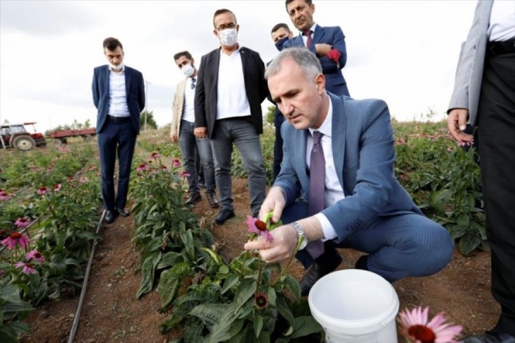 Bursa İneg&ouml;l'de ilk ekinezya hasadı yapıldı