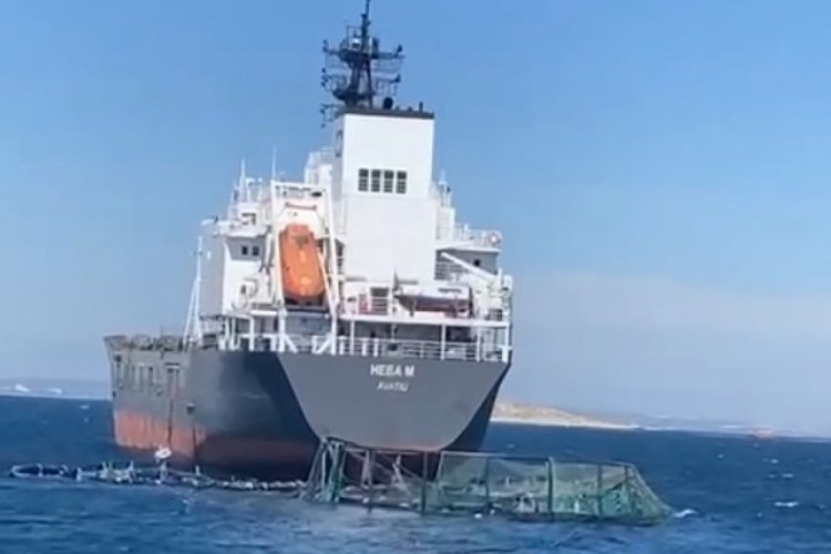 Kaza sayesinde 1 milyon balık &ouml;zg&uuml;rl&uuml;ğ&uuml;ne kavuştu