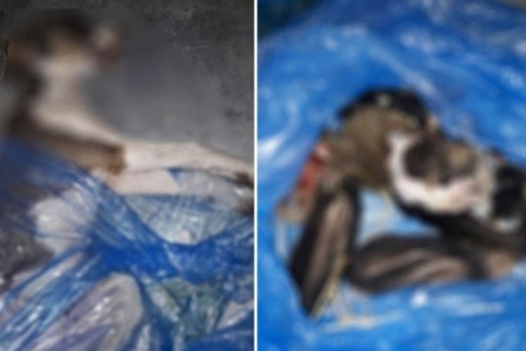 Zehirledikleri 4 yavru sokak k&ouml;peğinden 1'inin derisini y&uuml;zd&uuml;ler