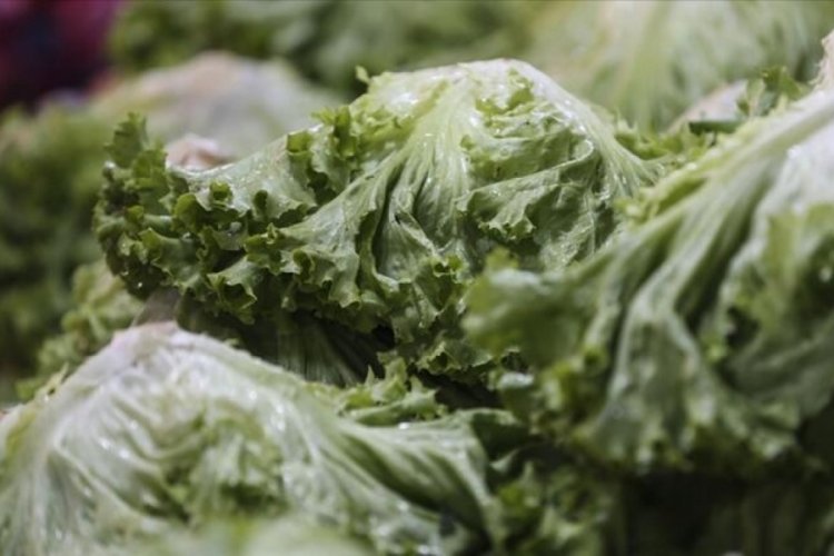 Eyl&uuml;lde en &ccedil;ok kıvırcık salata fiyatı arttı