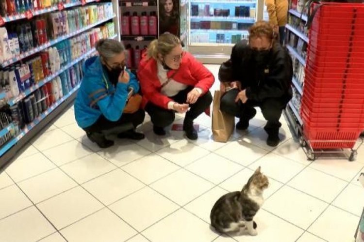 Dilenci kedi g&ouml;renleri g&uuml;l&uuml;msetiyor! Sakat taklidi yaparak mama istiyor