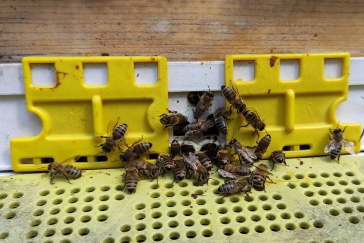 Bursa'da arıcıların propolis mesaisi başladı