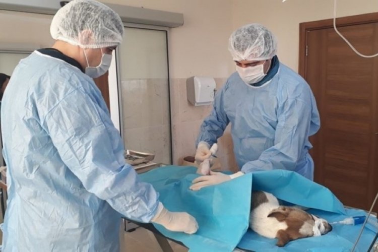 Bursa İneg&ouml;l'de bin 380 k&ouml;pek kısırlaştırıldı, 3 bin 161 hayvan tedavi edildi