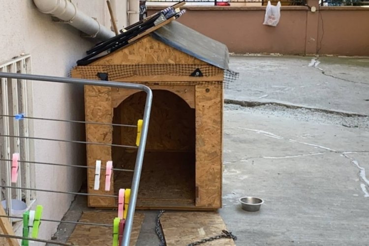 İstanbul Maltepe'de doktor, k&ouml;peği yumrukladı!
