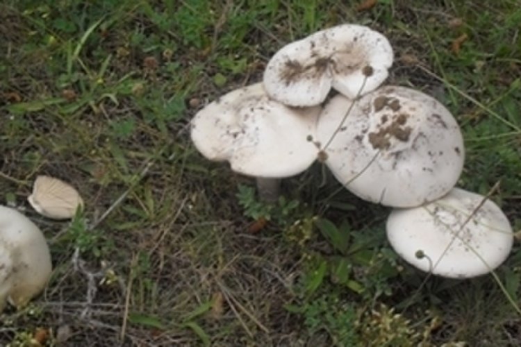 Hatay'da 6 kişi topladıkları mantardan zehirlendi