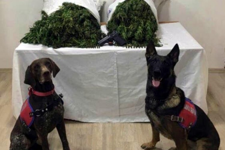 Denizli'de 18 kilo 840 gram esrar ele ge&ccedil;irildi