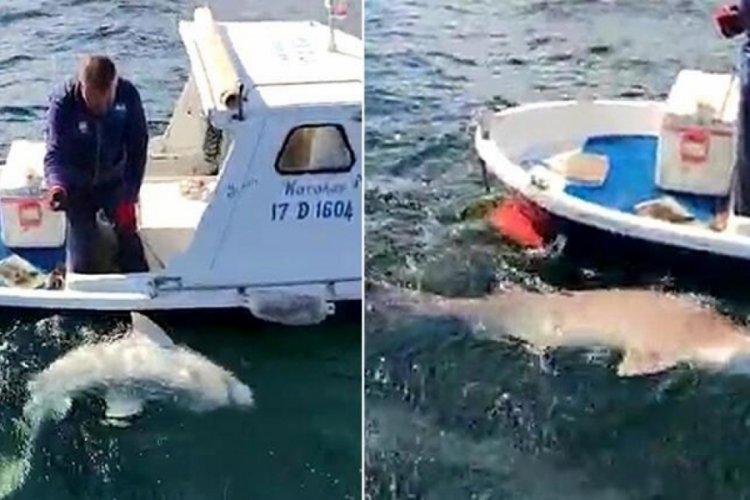 &Ccedil;anakkale'de 2,5 metre boyunda k&ouml;pek balığı oltaya geldi