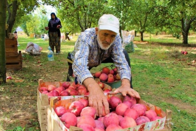 Amasya'da dalında 1,5 lira olan elma manava gelince 6 lira oluyor