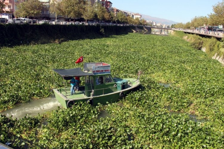 Asi Nehri'ni yeniden su s&uuml;mb&uuml;lleri kapladı