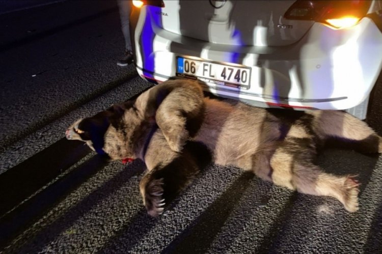 Bursa'da otomobilin &ccedil;arptığı ayı telef oldu