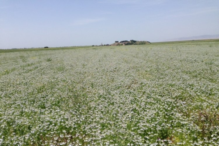 Mardin'de &ccedil;&ouml;rek otu eken &ccedil;ift&ccedil;inin elektrik gideri y&uuml;zde 70 azaldı