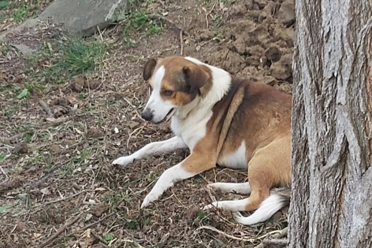 D&uuml;zce'de &Uuml;mit &ouml;ld&uuml;, beslediği sokak k&ouml;peği 'Yoldaş' mezar başında bekledi