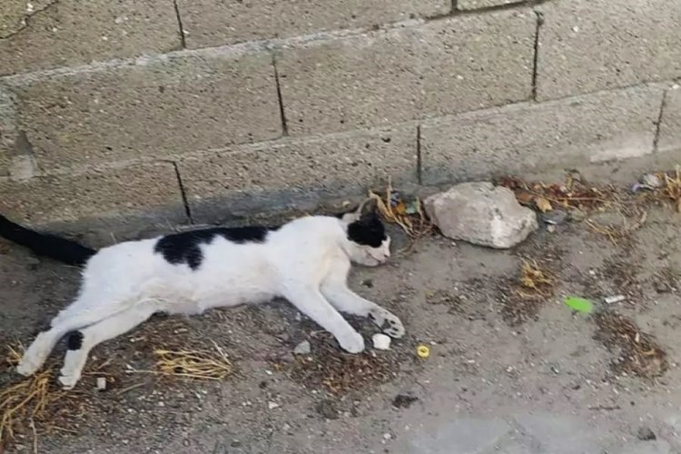 &Ccedil;anakkale'de &ccedil;ok sayıda yavru kedi zehirlenerek katledildi
