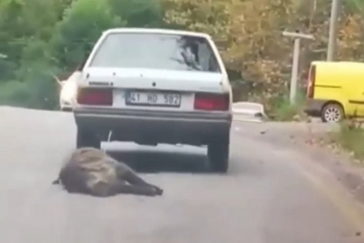 Vicdan yoksunu s&uuml;r&uuml;c&uuml;, domuzu otomobilinin arkasına bağlayıp s&uuml;r&uuml;kledi