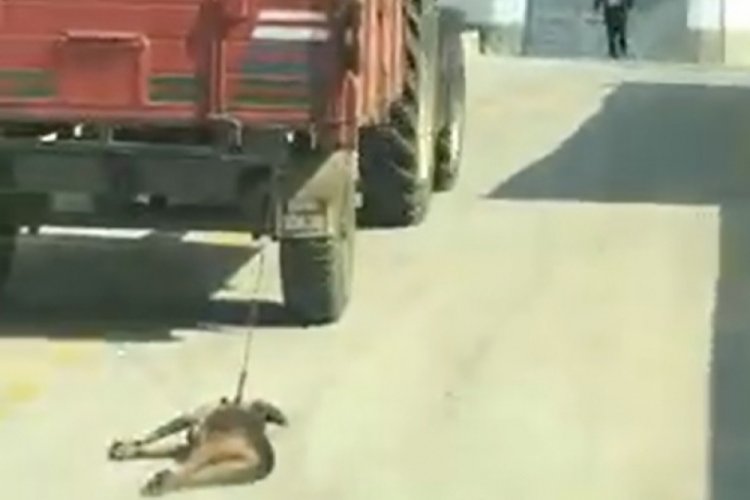 Trakt&ouml;r&uuml;n arkasına bağlanan k&ouml;peği s&uuml;r&uuml;kledi ve serbest bırakıldı!