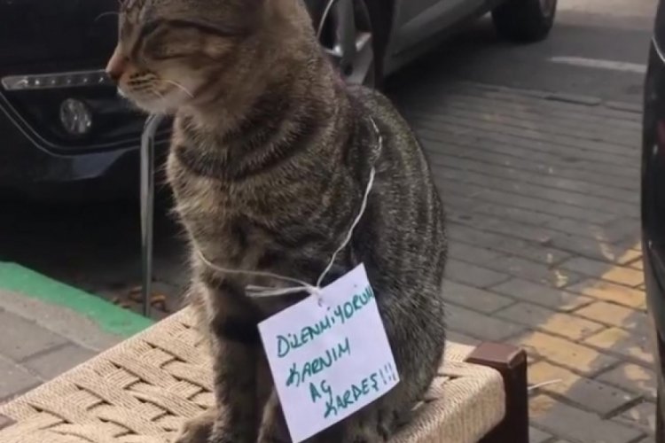 Bursa'da kedinin boynuna ''Dilenmiyorum, karnım aç kardeş'' yazılı kağıt astılar