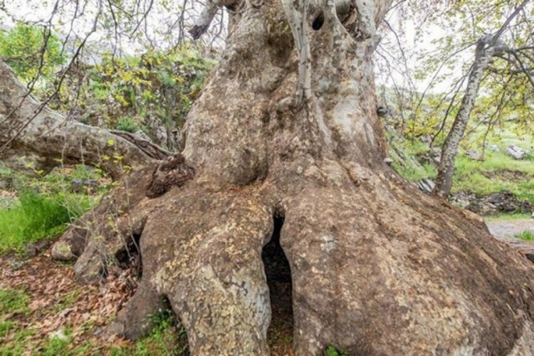 Tunceli'de 'Doğu &ccedil;ınarı' anıt ağa&ccedil; olarak tescillendi