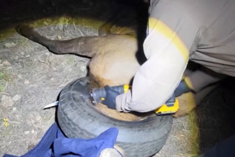 ABD'de iki yıldır boynunda araba lastiğiyle dolaşan geyik kurtarıldı