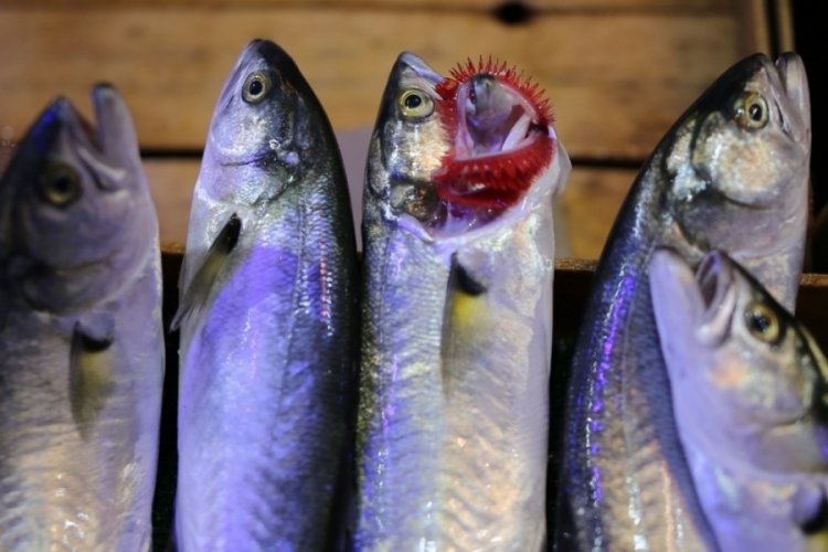 Bursa'da balık bolluğu fiyatlara yansıdı