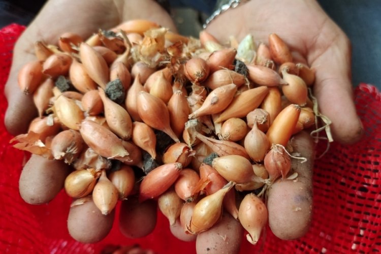 Bursa'da pazarcı tohumluk soğan aldı, neredeyse yarısı taş çıktı