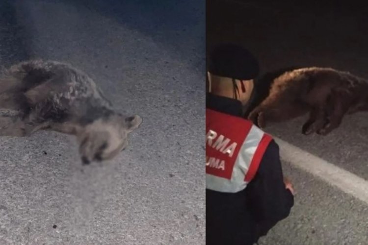 Tokat'ta kara yolunda yaralı ayı bulundu
