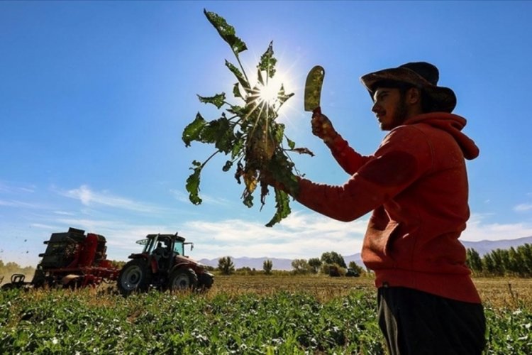 Pancar &uuml;retiminden ekonomiye 450 milyon lira katkı bekleniyor
