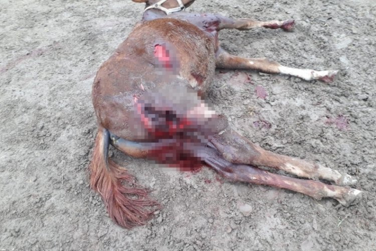 Eskişehir'de aç kalan köpekler, yarış atlarını parçaladı