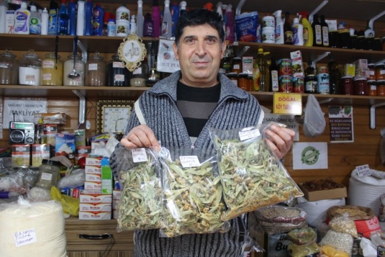 Bursa'da gribe kalkan ıhlamurun kilosu 400 lira