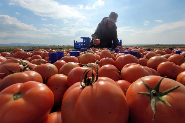 &Ccedil;anakkale domatesi son turfanda hasadında &uuml;reticiyi g&uuml;ld&uuml;rd&uuml;